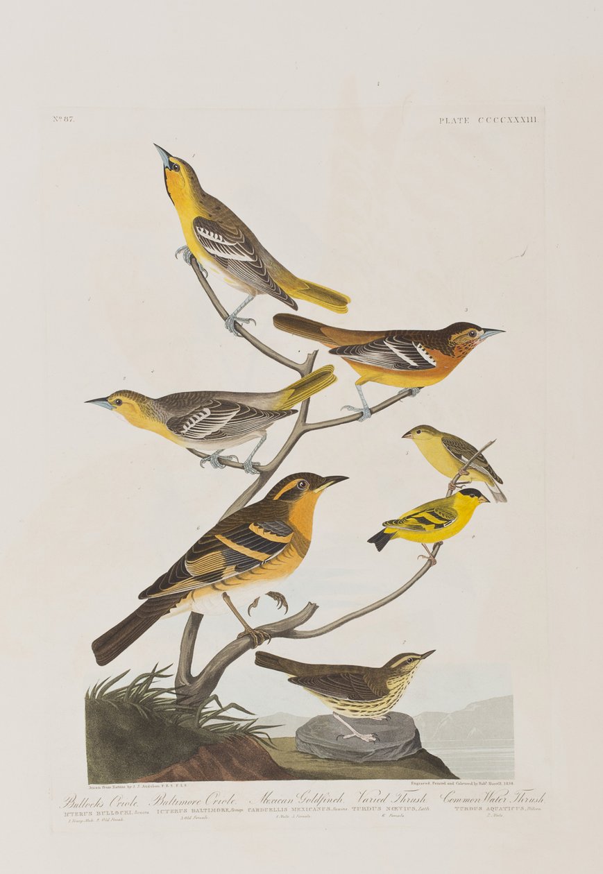 Kuvitus elokuvasta "Birds of America" tekijältä John James Audubon