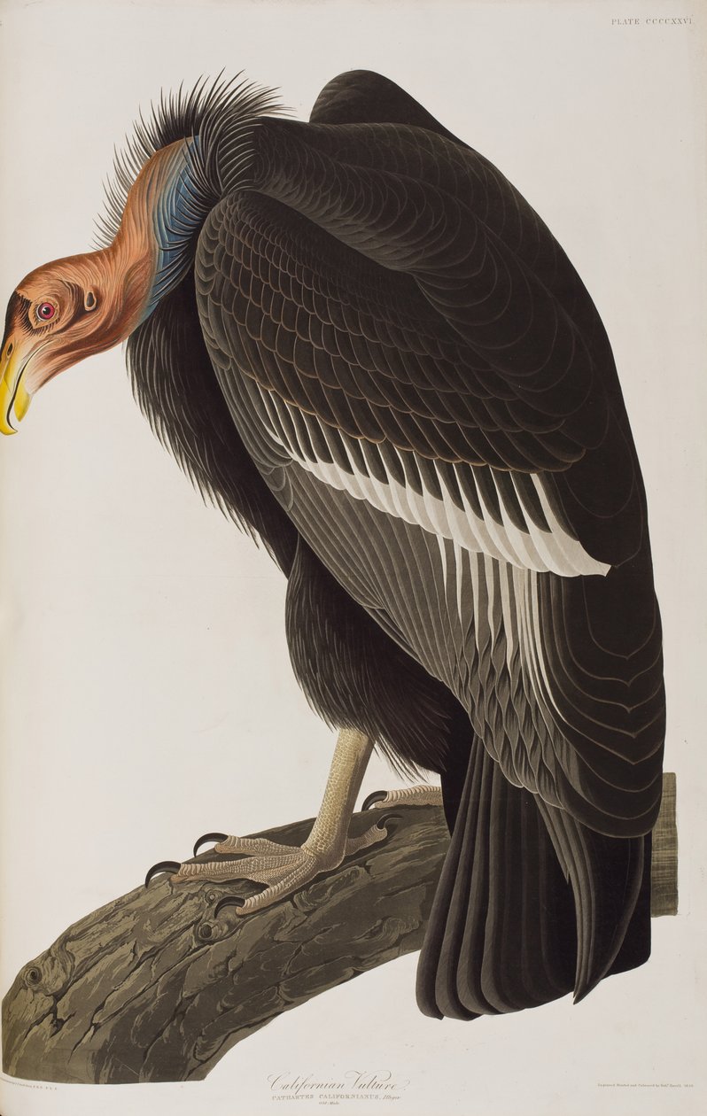 Kuvitus elokuvasta "Birds of America" tekijältä John James Audubon