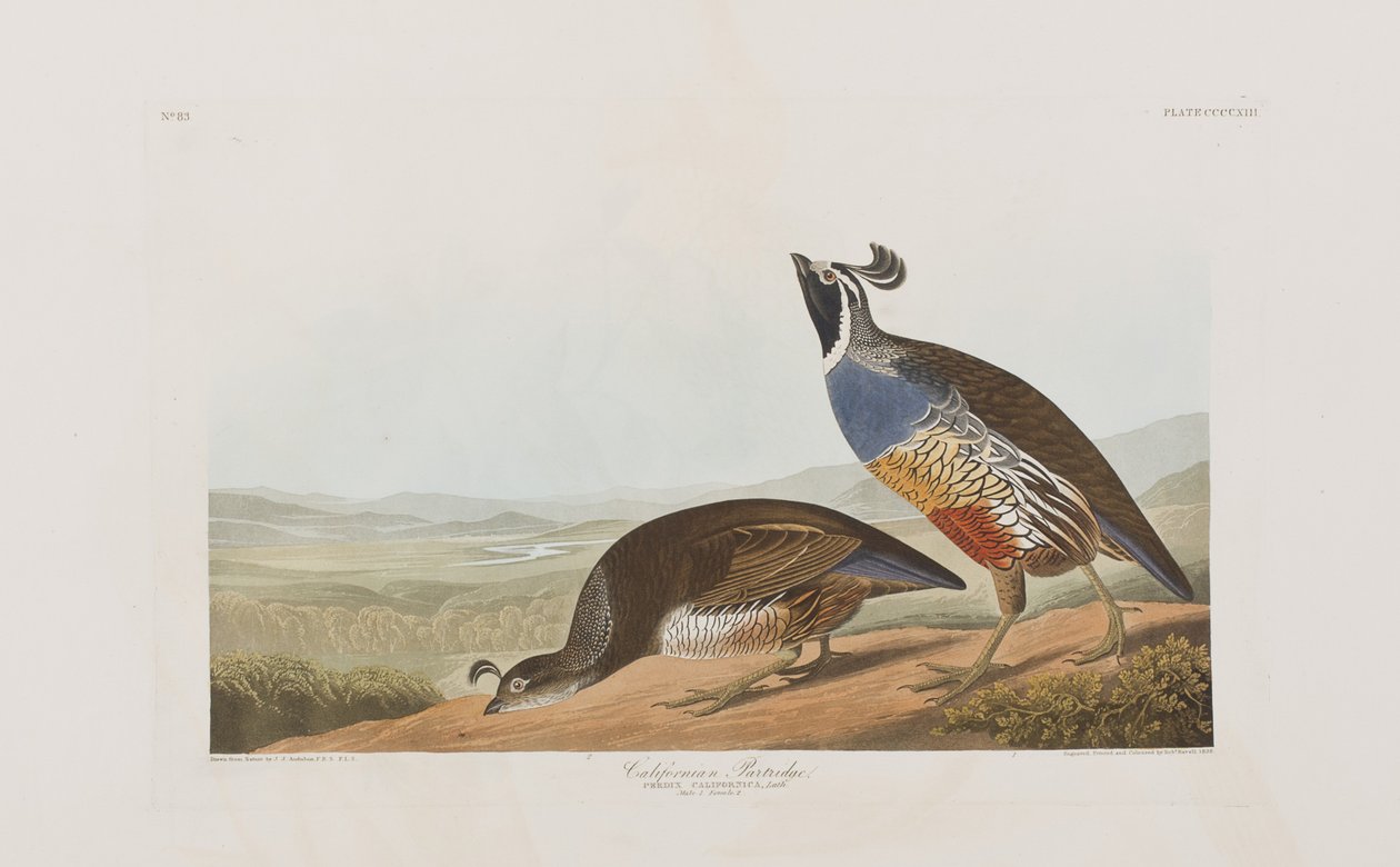 Kuvitus elokuvasta "Birds of America" tekijältä John James Audubon