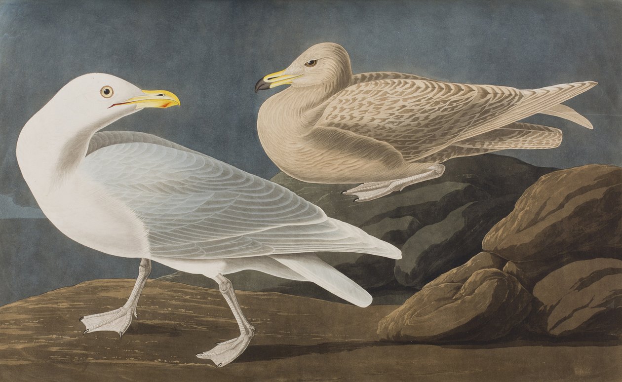 Kuvitus elokuvasta "Birds of America" tekijältä John James Audubon