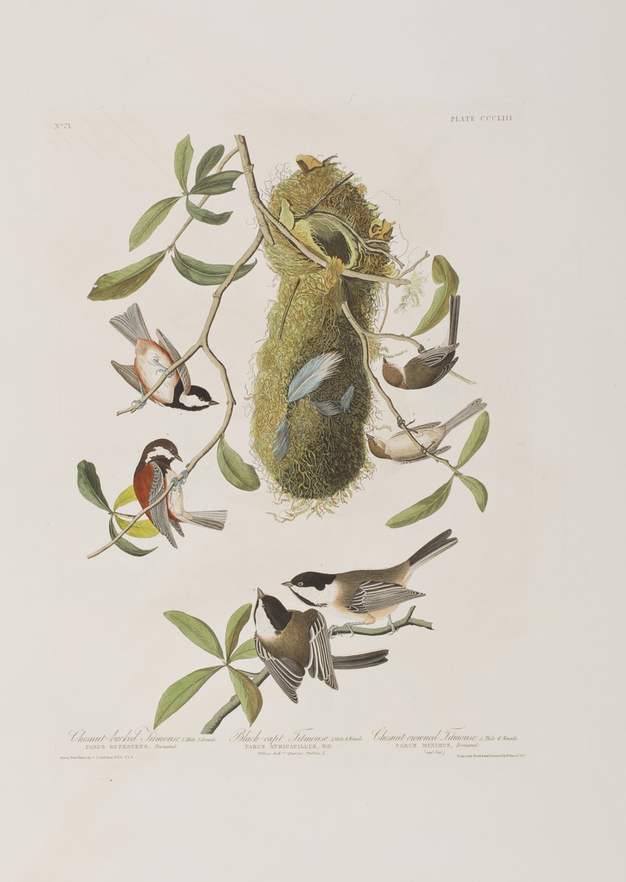 Kuvitus elokuvasta "Birds of America" tekijältä John James Audubon