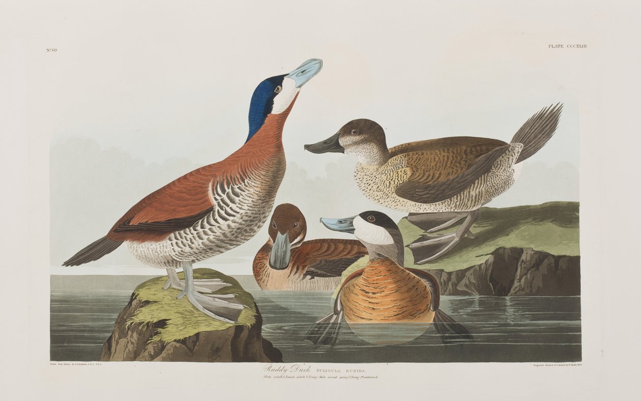 Kuvitus elokuvasta "Birds of America" tekijältä John James Audubon