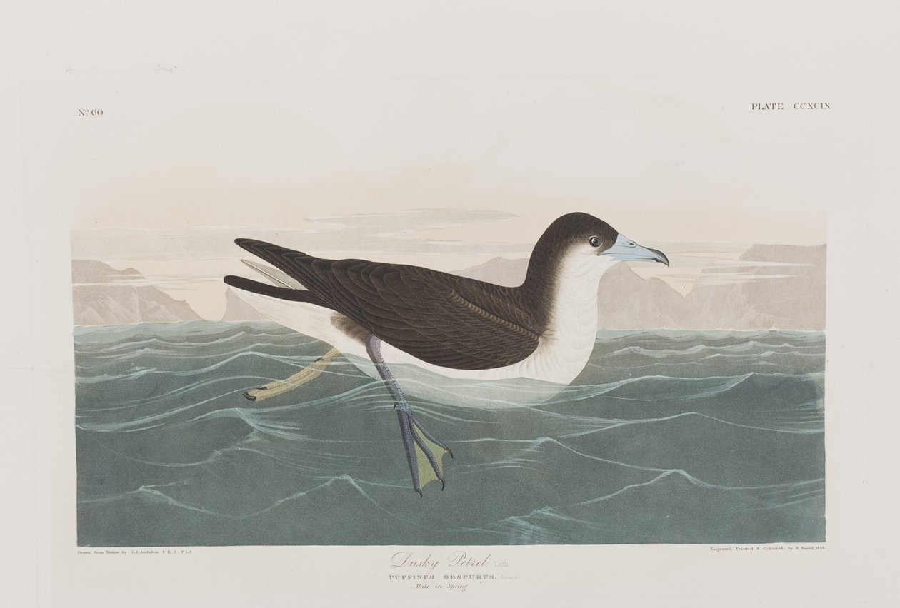 Kuvitus elokuvasta "Birds of America" tekijältä John James Audubon