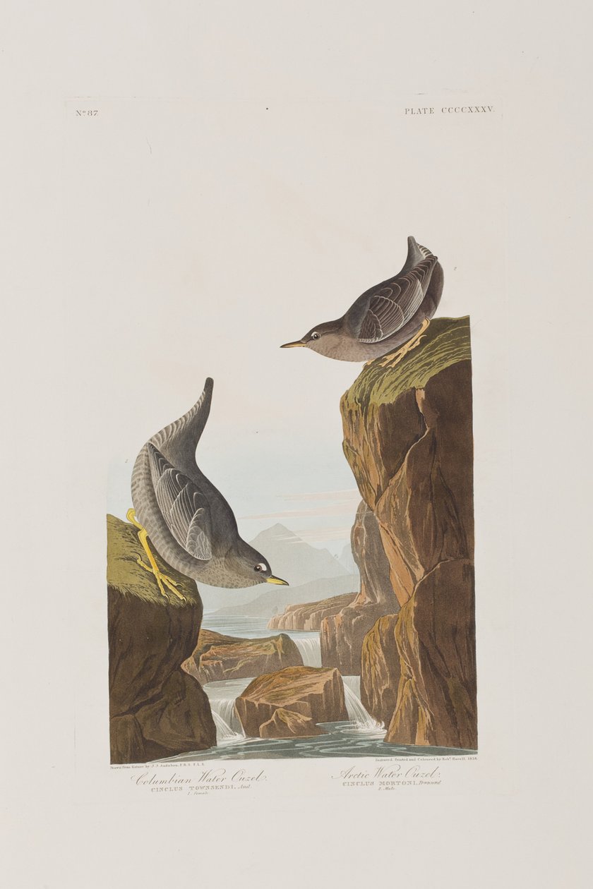 Kuvitus elokuvasta "Birds of America" tekijältä John James Audubon