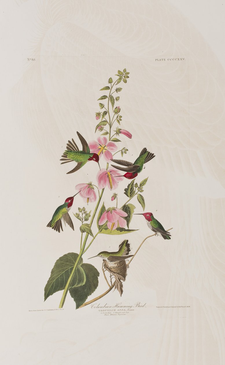 Kuvitus elokuvasta "Birds of America" tekijältä John James Audubon
