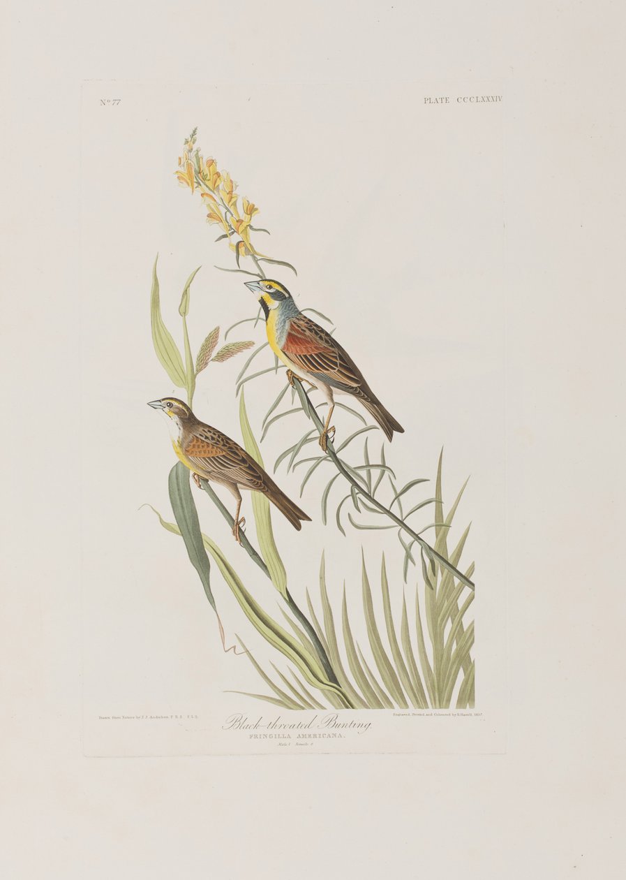 Kuvitus elokuvasta "Birds of America" tekijältä John James Audubon
