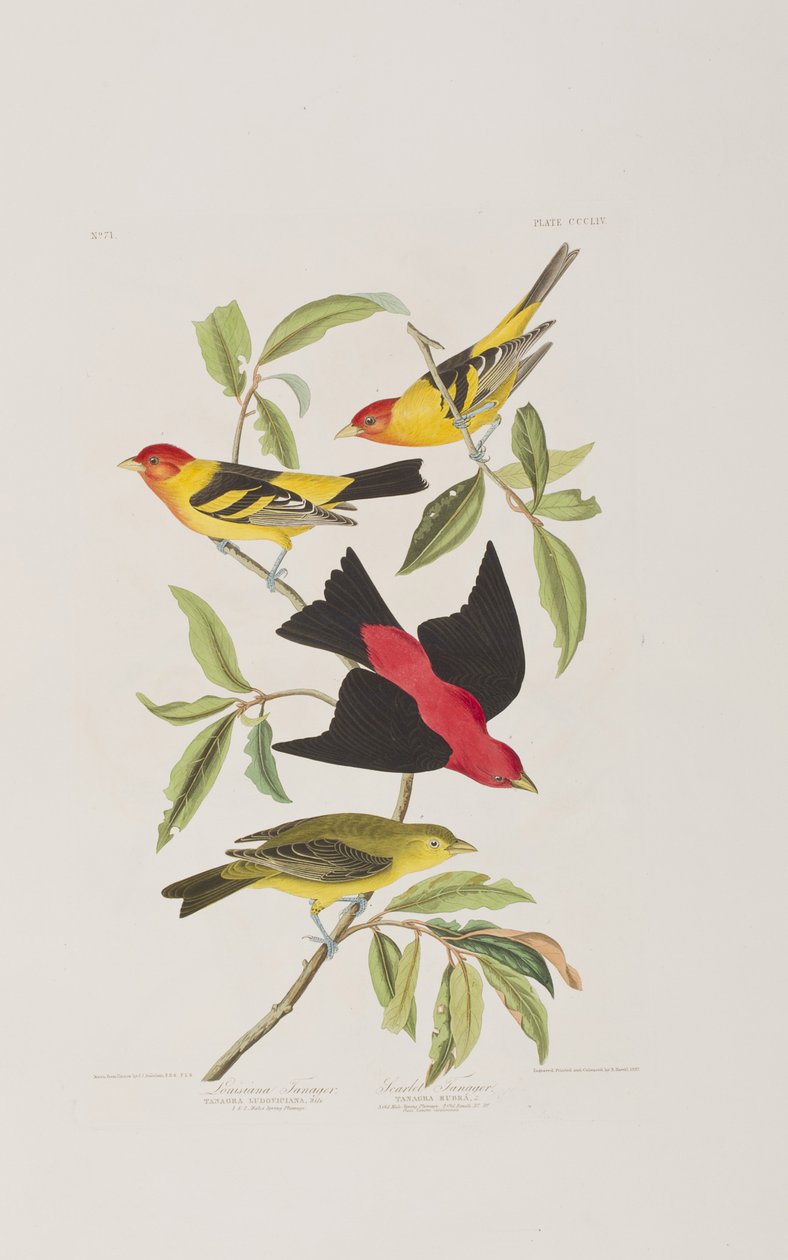 Kuvitus elokuvasta "Birds of America" tekijältä John James Audubon