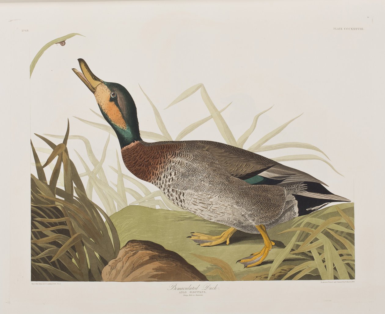 Kuvitus elokuvasta "Birds of America" tekijältä John James Audubon