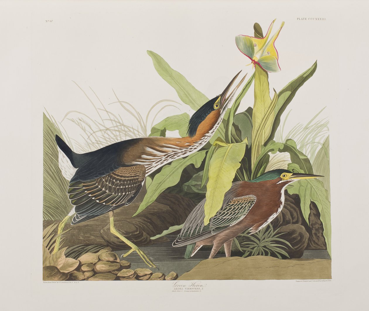 Kuvitus elokuvasta "Birds of America" tekijältä John James Audubon
