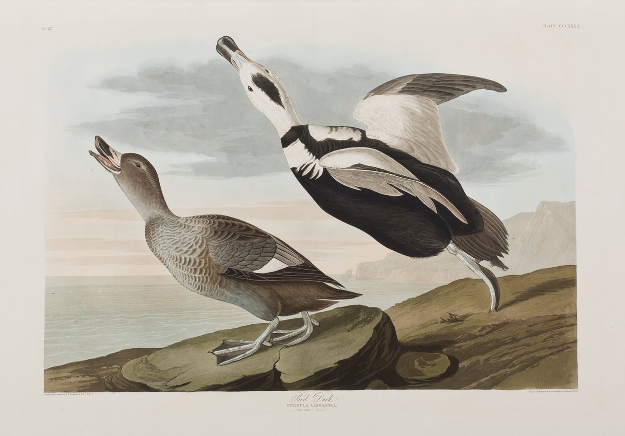 Kuvitus elokuvasta "Birds of America" tekijältä John James Audubon