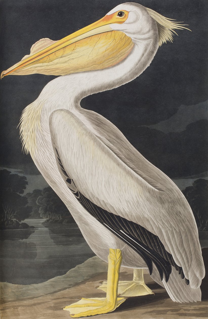 Kuvitus elokuvasta "Birds of America" tekijältä John James Audubon