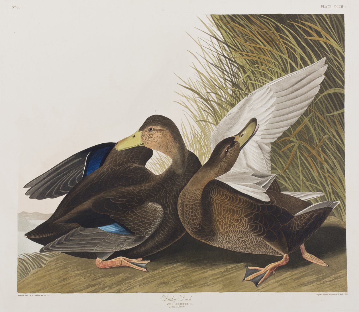 Kuvitus elokuvasta "Birds of America" tekijältä John James Audubon