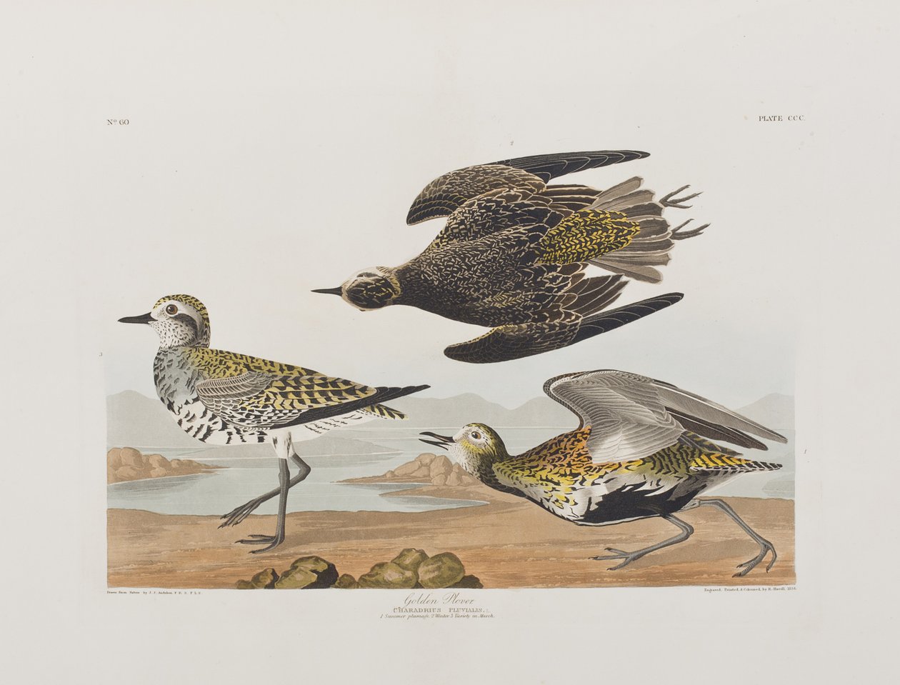 Kuvitus elokuvasta "Birds of America" tekijältä John James Audubon