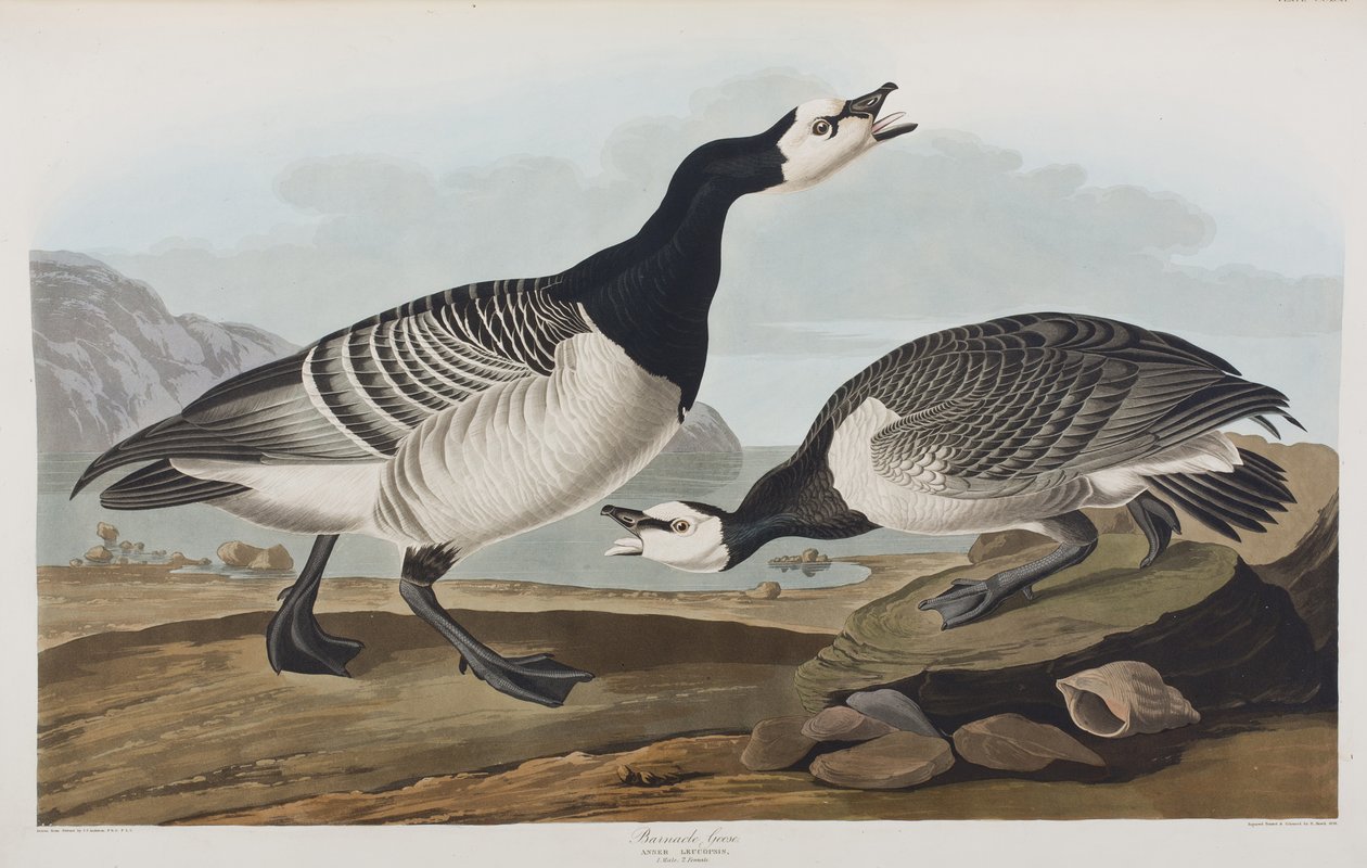 Kuvitus elokuvasta "Birds of America" tekijältä John James Audubon