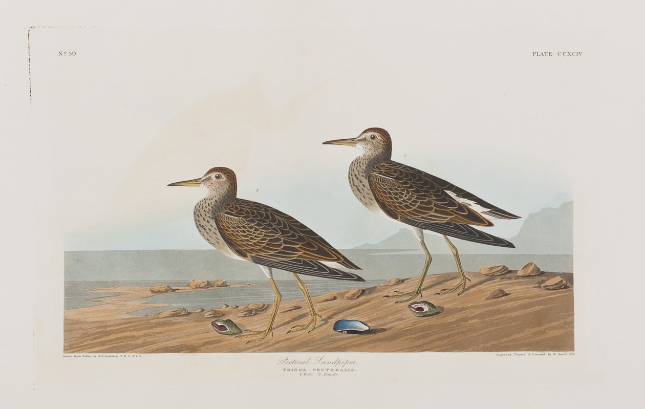 Kuvitus elokuvasta "Birds of America" tekijältä John James Audubon