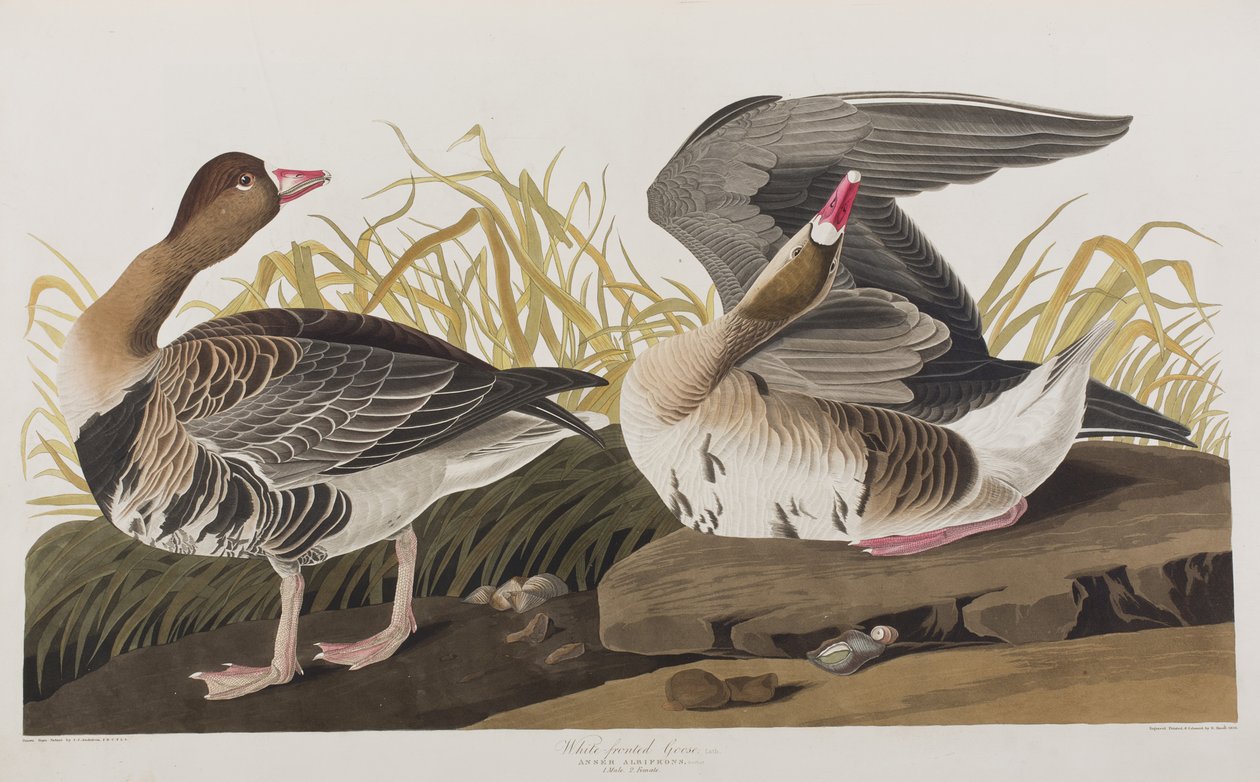 Kuvitus elokuvasta "Birds of America" tekijältä John James Audubon