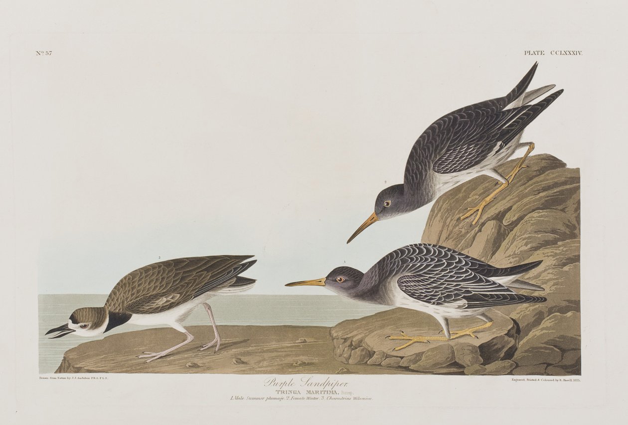 Kuvitus elokuvasta "Birds of America" tekijältä John James Audubon