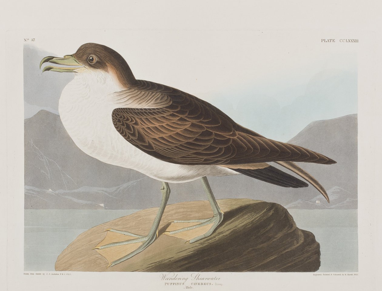 Kuvitus elokuvasta "Birds of America" tekijältä John James Audubon