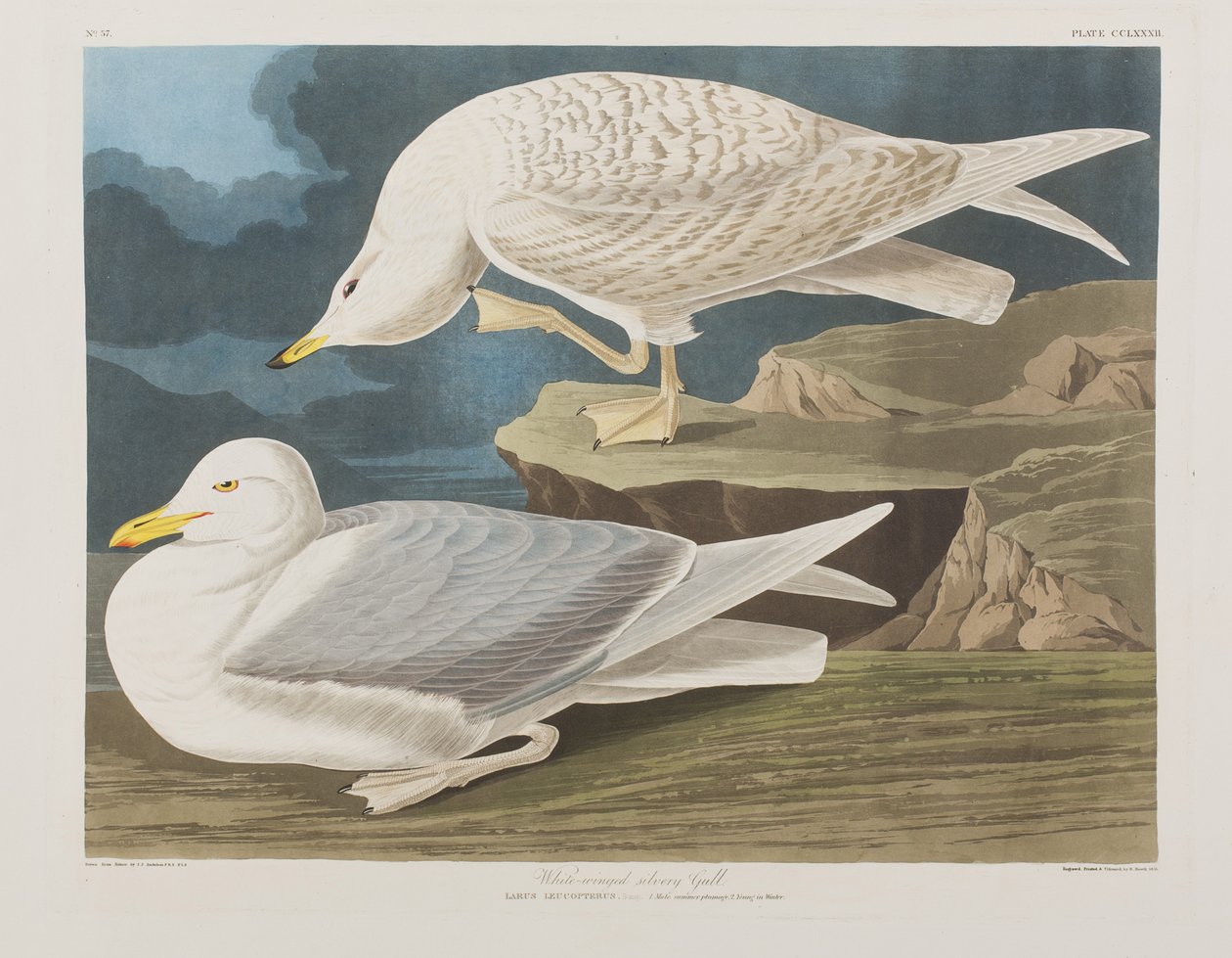 Kuvitus elokuvasta "Birds of America" tekijältä John James Audubon