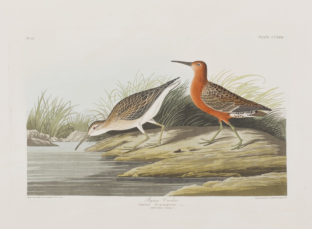 Kuvitus elokuvasta "Birds of America" tekijältä John James Audubon