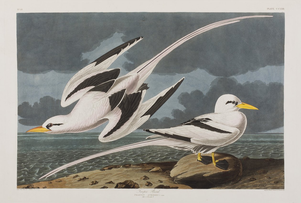 Kuvitus elokuvasta "Birds of America" tekijältä John James Audubon