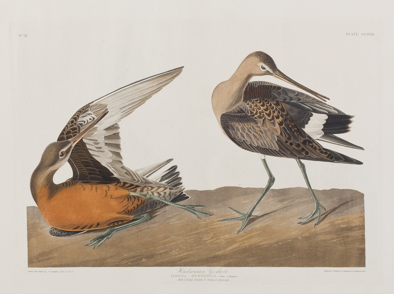 Kuvitus elokuvasta "Birds of America" tekijältä John James Audubon
