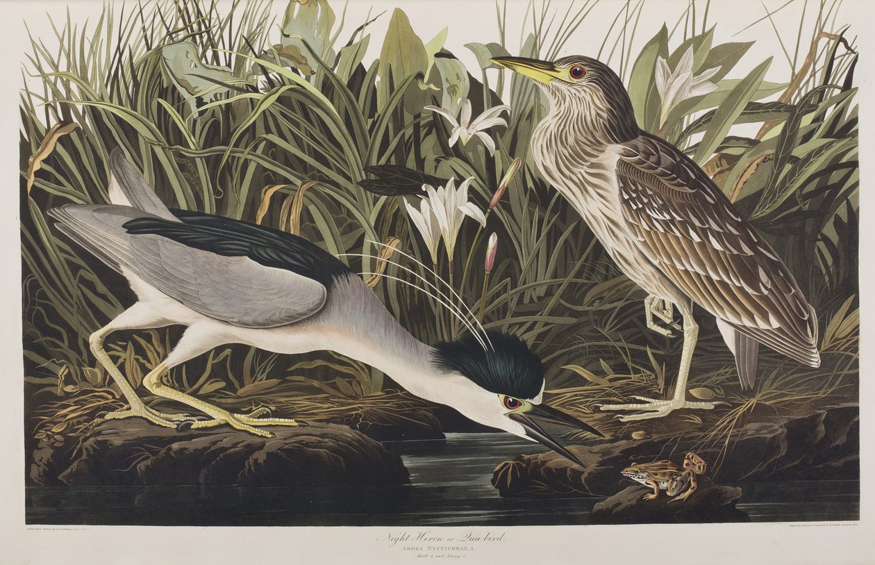 Kuvitus elokuvasta "Birds of America" tekijältä John James Audubon