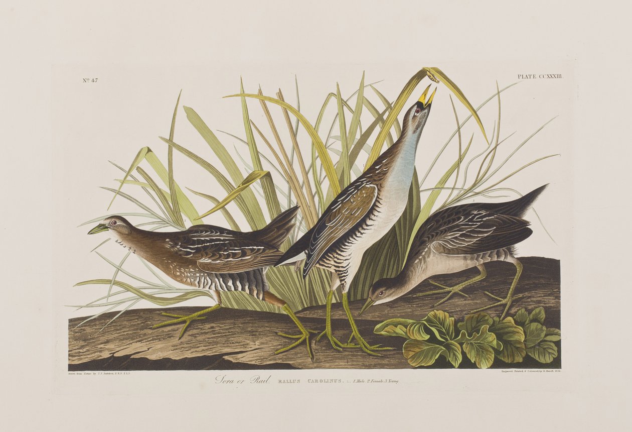 Kuvitus elokuvasta "Birds of America" tekijältä John James Audubon