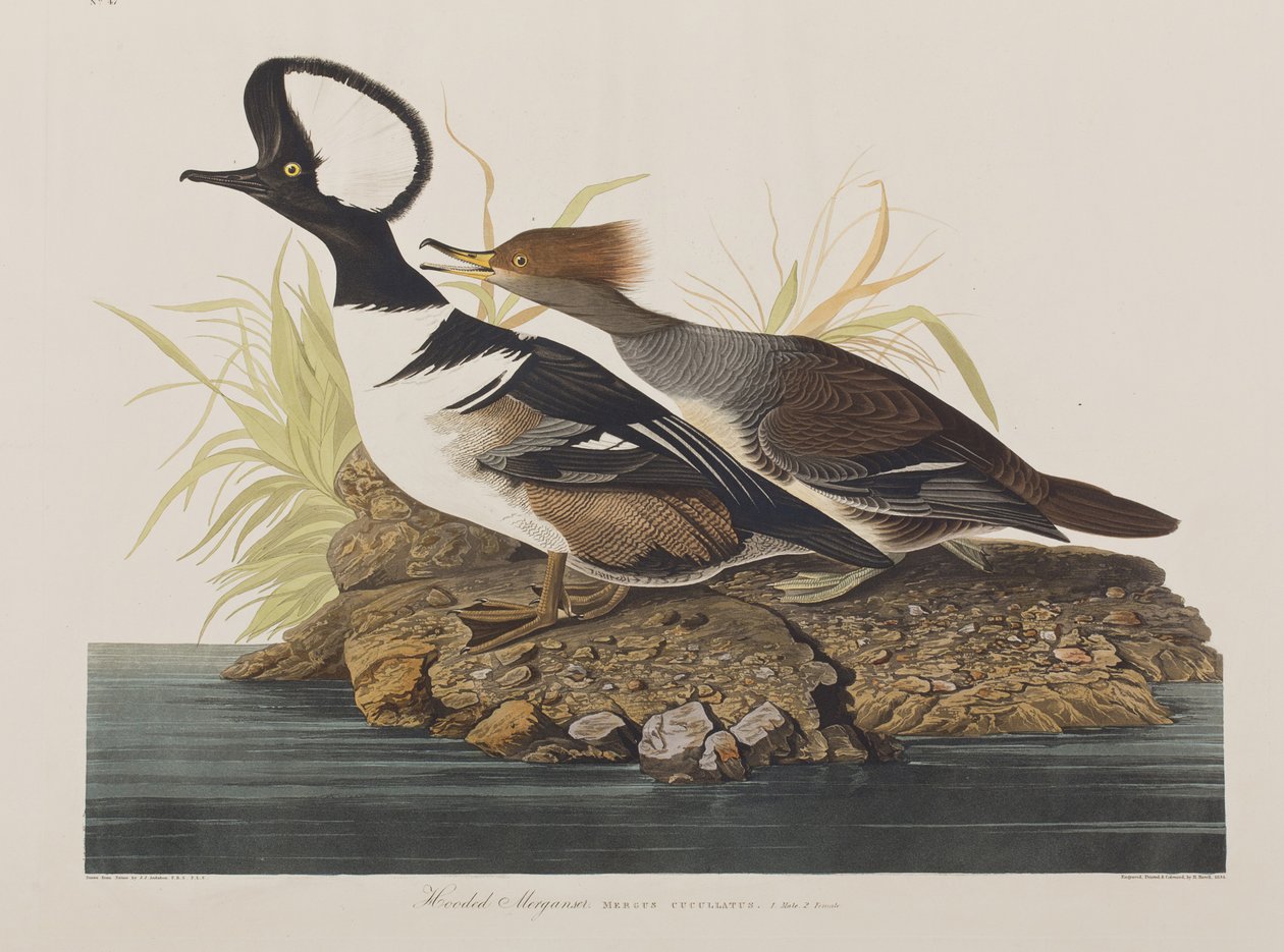 Kuvitus elokuvasta "Birds of America" tekijältä John James Audubon