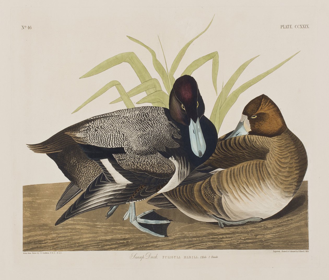 Kuvitus elokuvasta "Birds of America" tekijältä John James Audubon