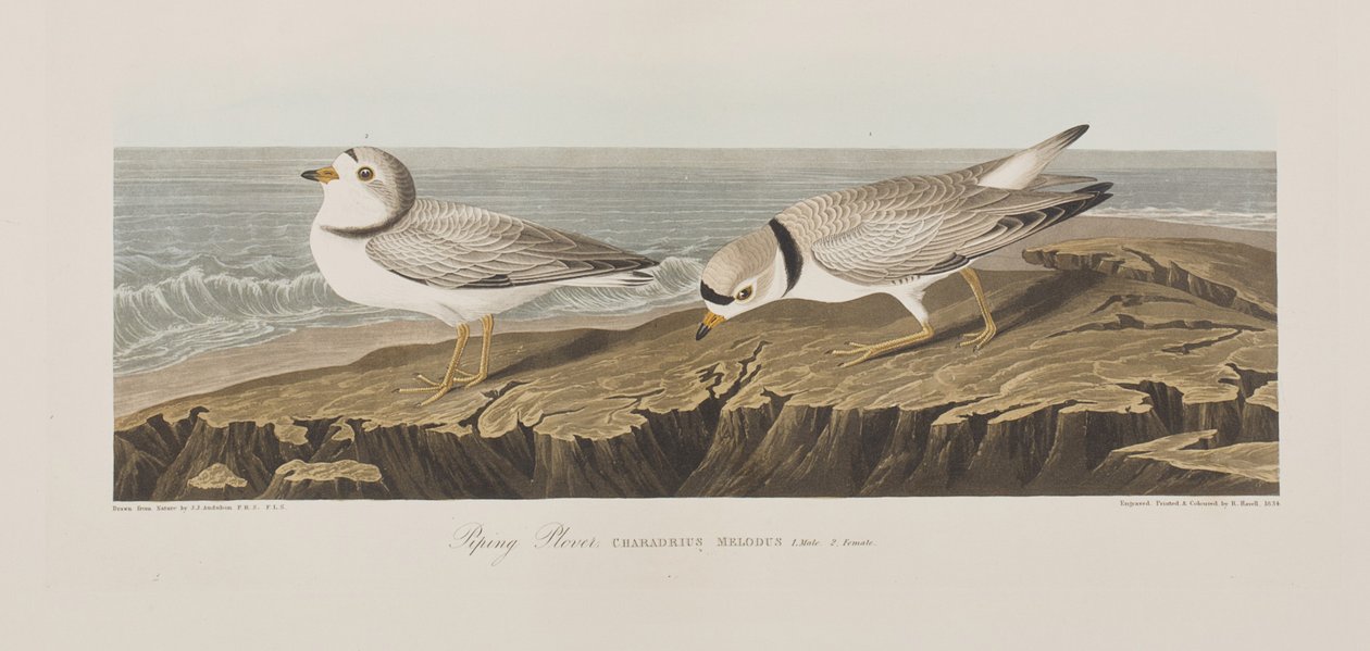 Kuvitus elokuvasta "Birds of America" tekijältä John James Audubon