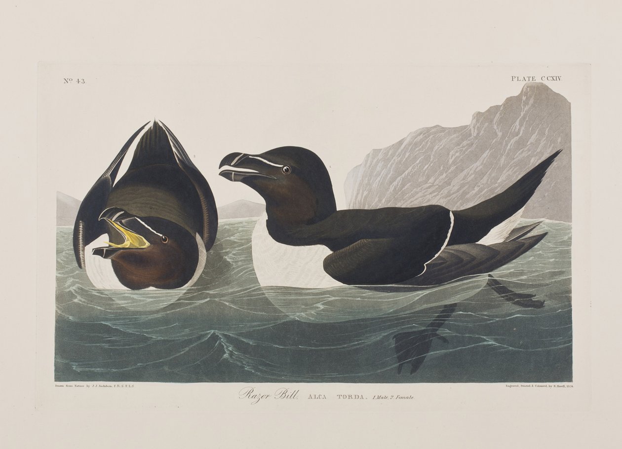 Kuvitus elokuvasta "Birds of America" tekijältä John James Audubon
