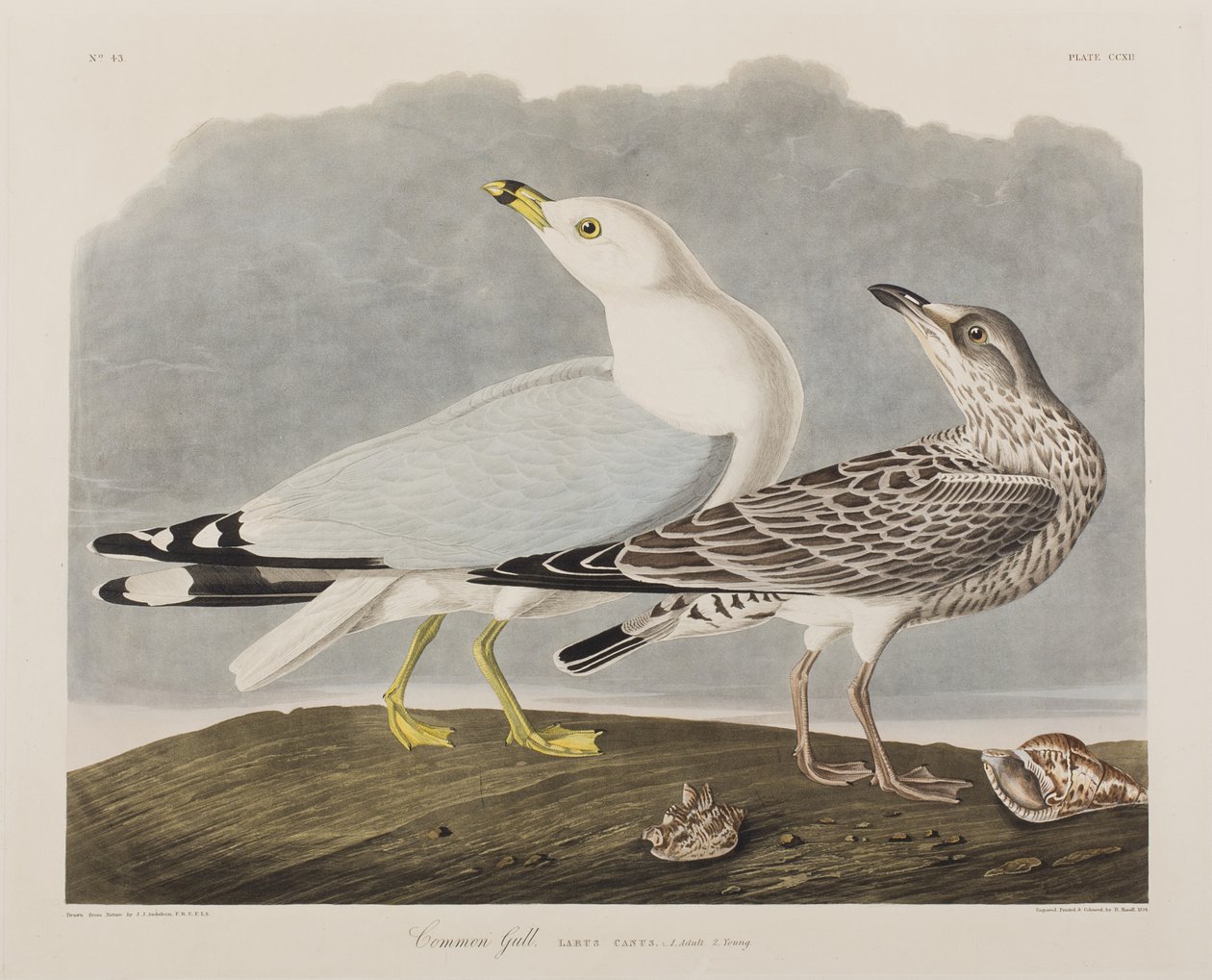 Kuvitus elokuvasta "Birds of America" tekijältä John James Audubon