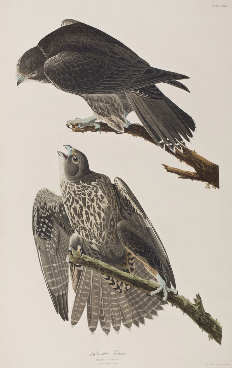 Kuvitus elokuvasta "Birds of America" tekijältä John James Audubon