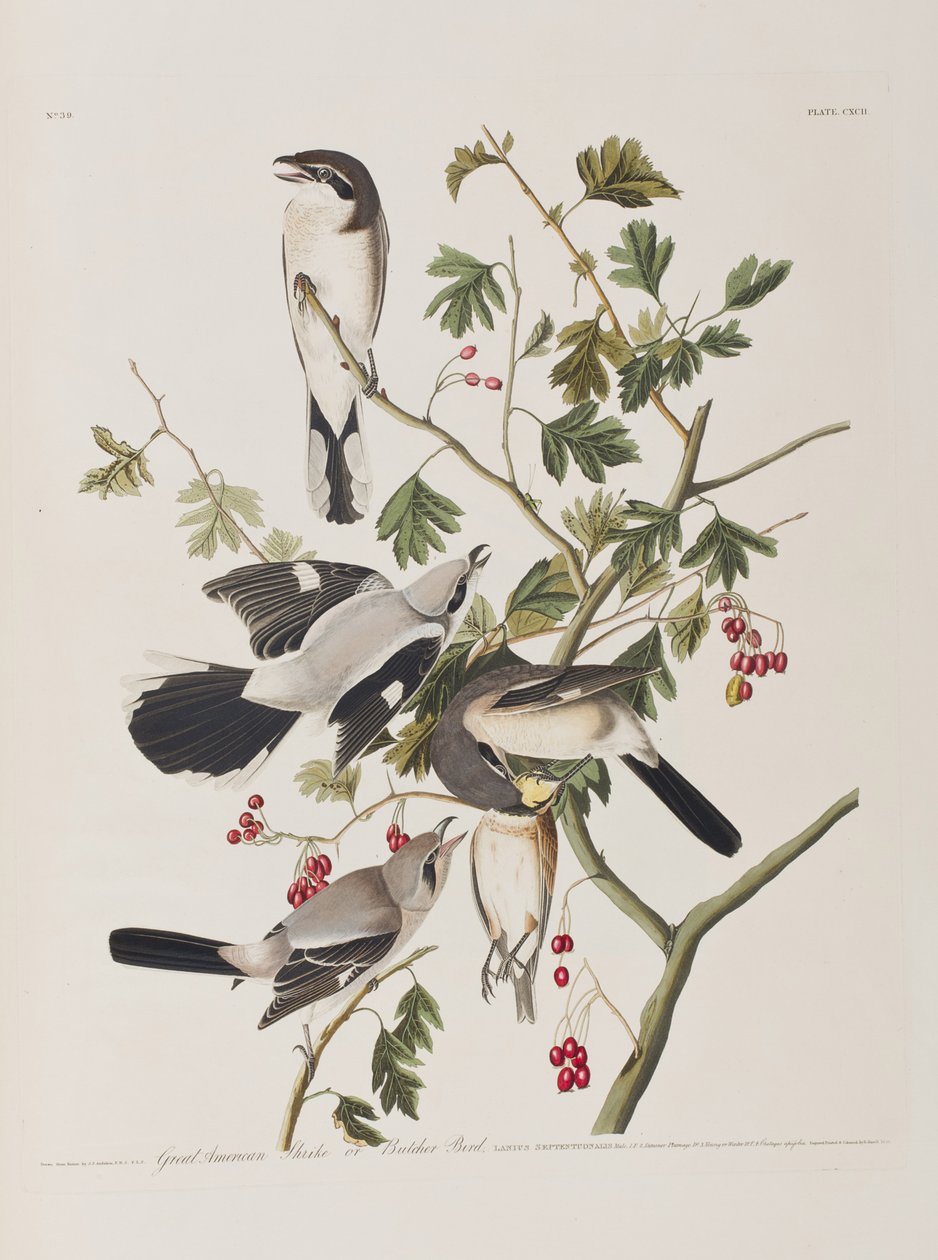 Kuvitus elokuvasta "Birds of America" tekijältä John James Audubon