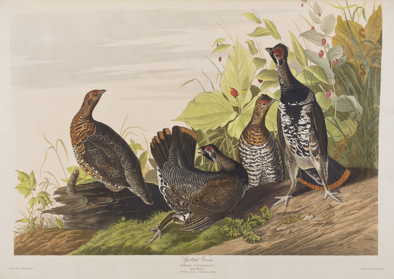 Kuvitus elokuvasta "Birds of America" tekijältä John James Audubon
