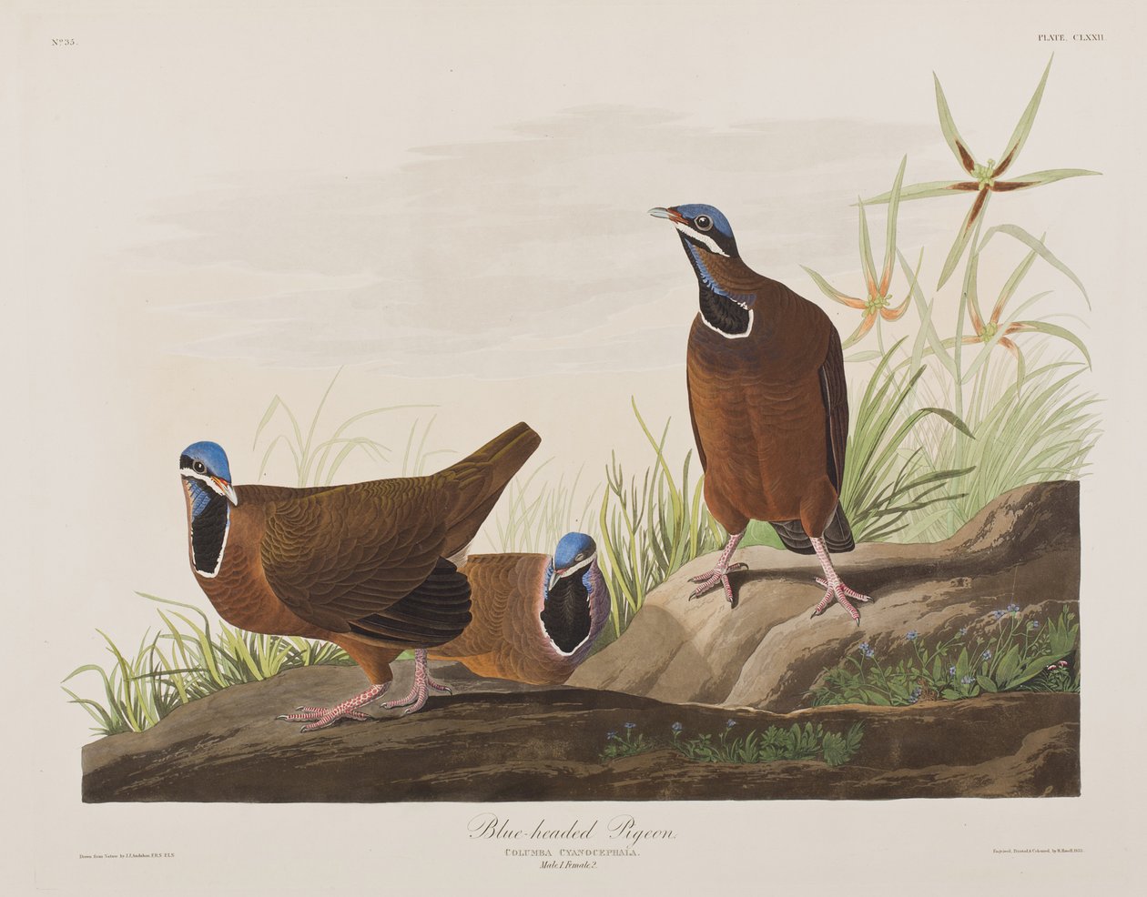 Kuvitus elokuvasta "Birds of America" tekijältä John James Audubon