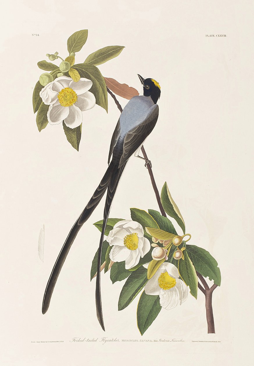 Kuvitus elokuvasta "Birds of America" tekijältä John James Audubon