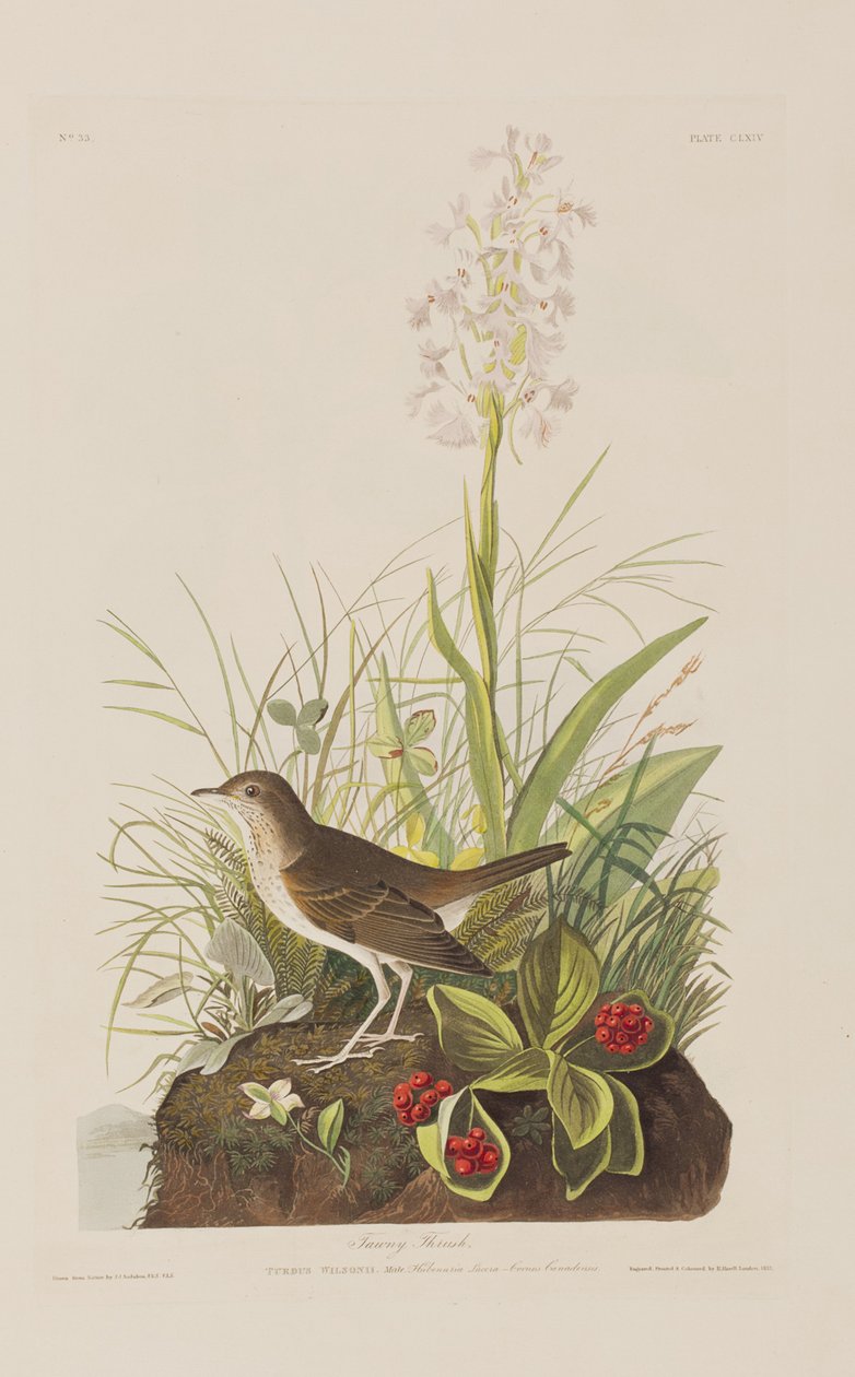 Kuvitus elokuvasta "Birds of America" tekijältä John James Audubon