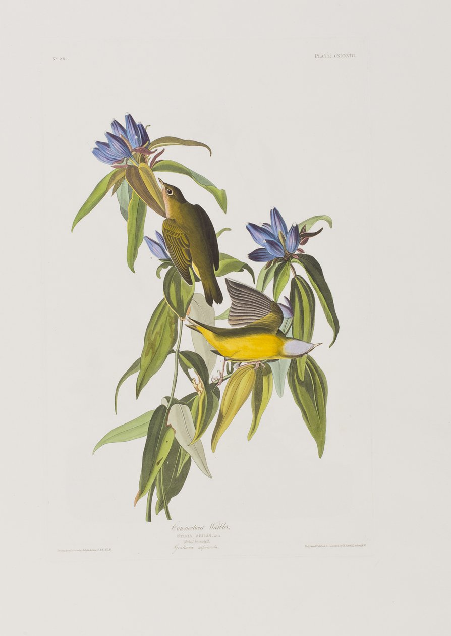 Kuvitus elokuvasta "Birds of America" tekijältä John James Audubon