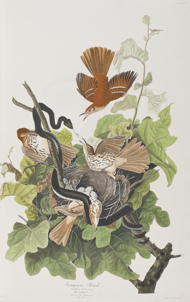 Kuvitus elokuvasta "Birds of America" tekijältä John James Audubon