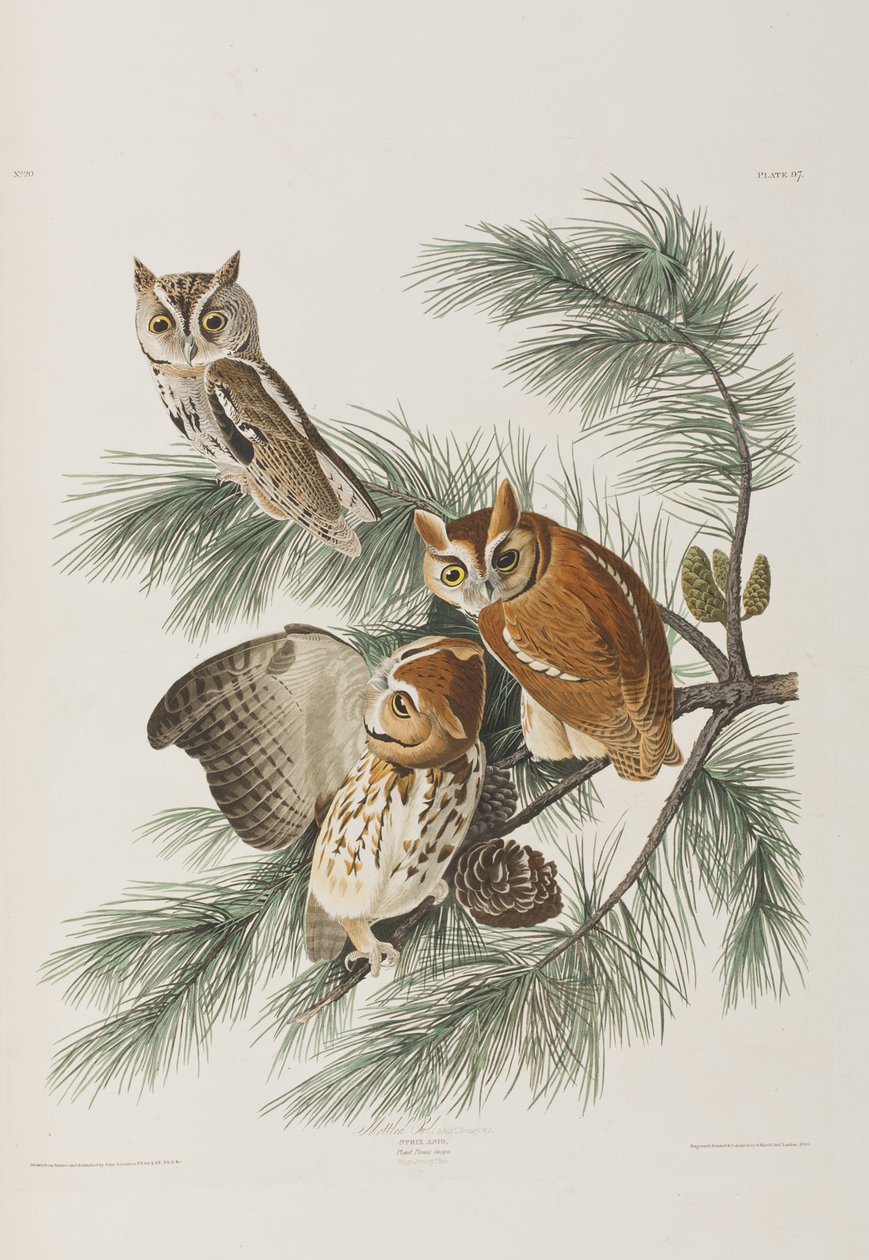 Kuvitus elokuvasta "Birds of America" tekijältä John James Audubon