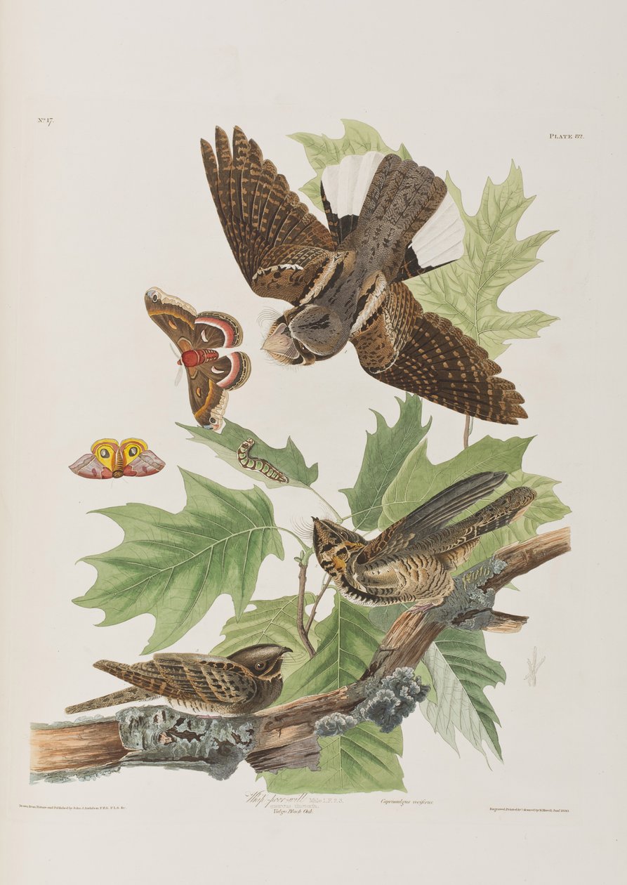 Kuvitus elokuvasta "Birds of America" tekijältä John James Audubon