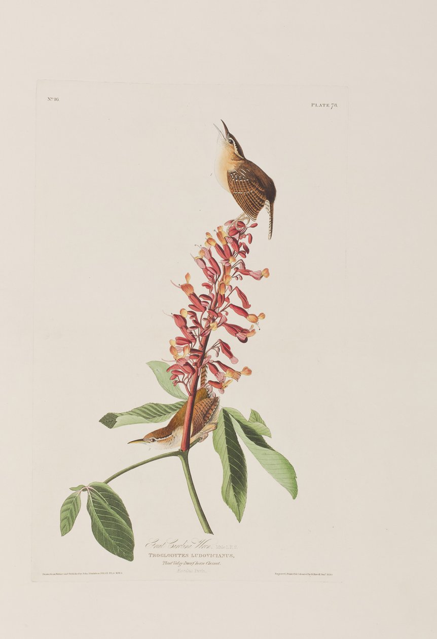 Kuvitus elokuvasta "Birds of America" tekijältä John James Audubon