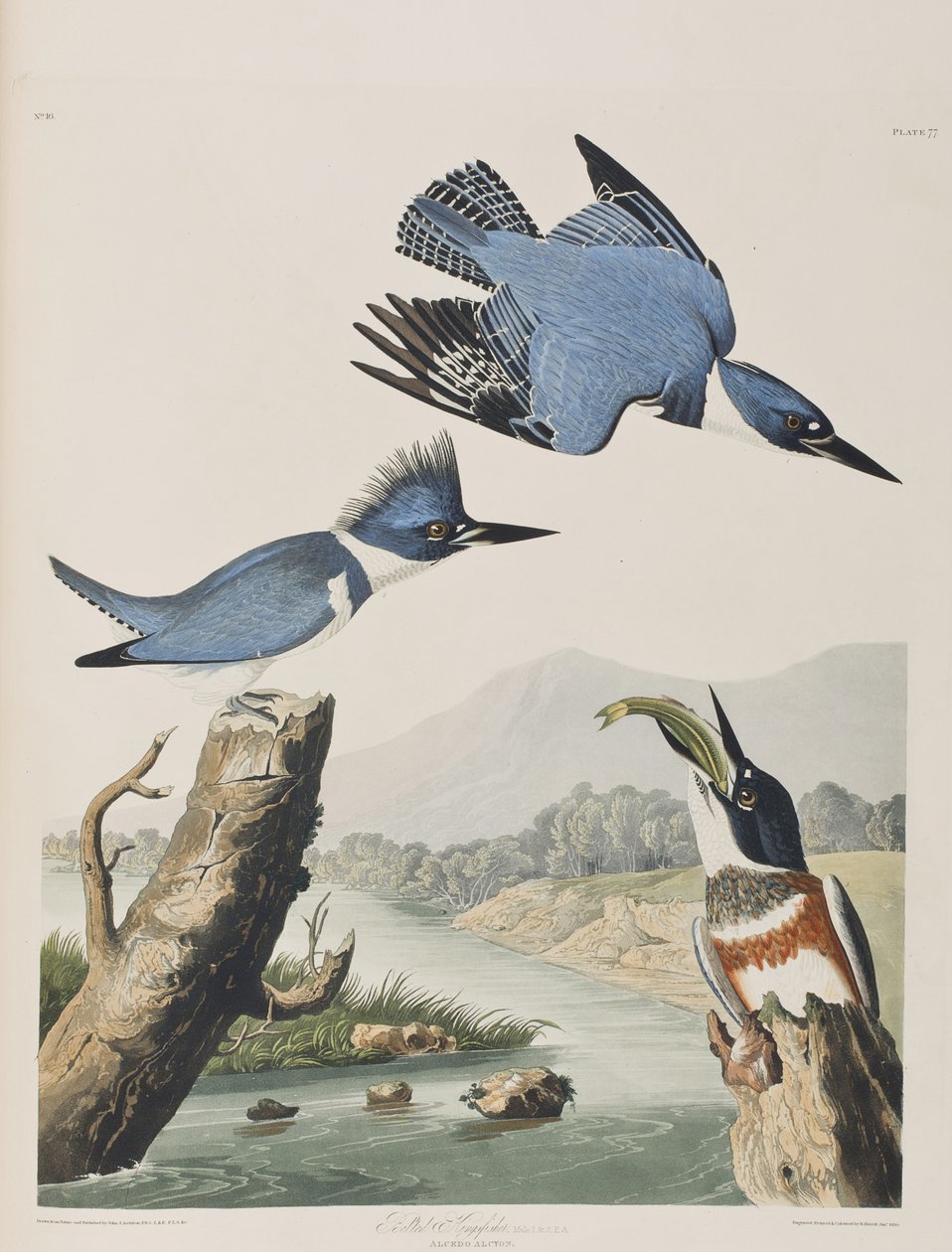 Kuvitus elokuvasta "Birds of America" tekijältä John James Audubon