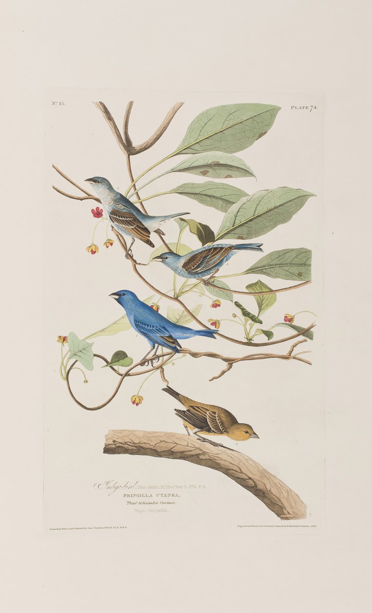 Kuvitus elokuvasta "Birds of America" tekijältä John James Audubon