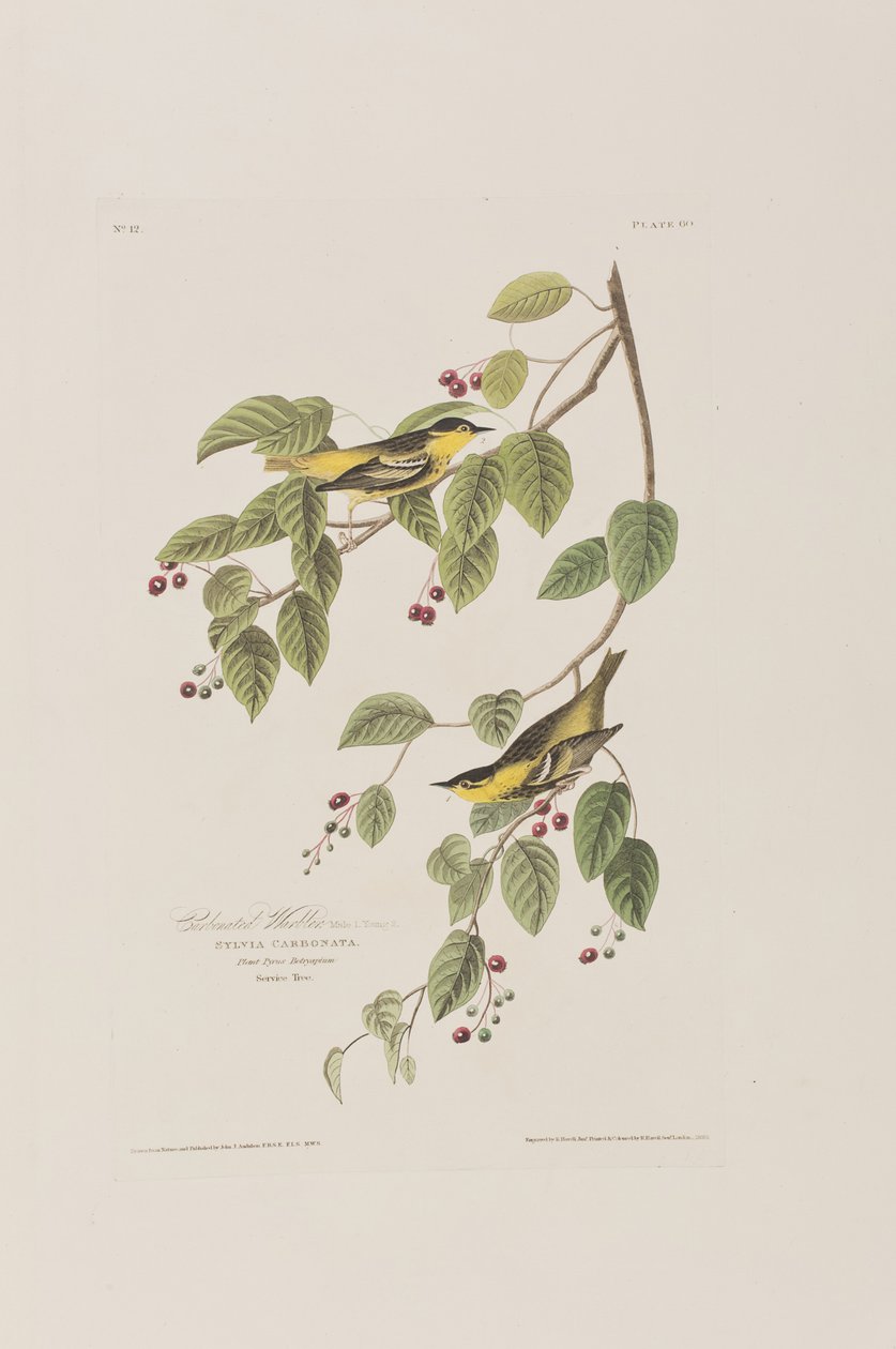 Kuvitus elokuvasta "Birds of America" tekijältä John James Audubon