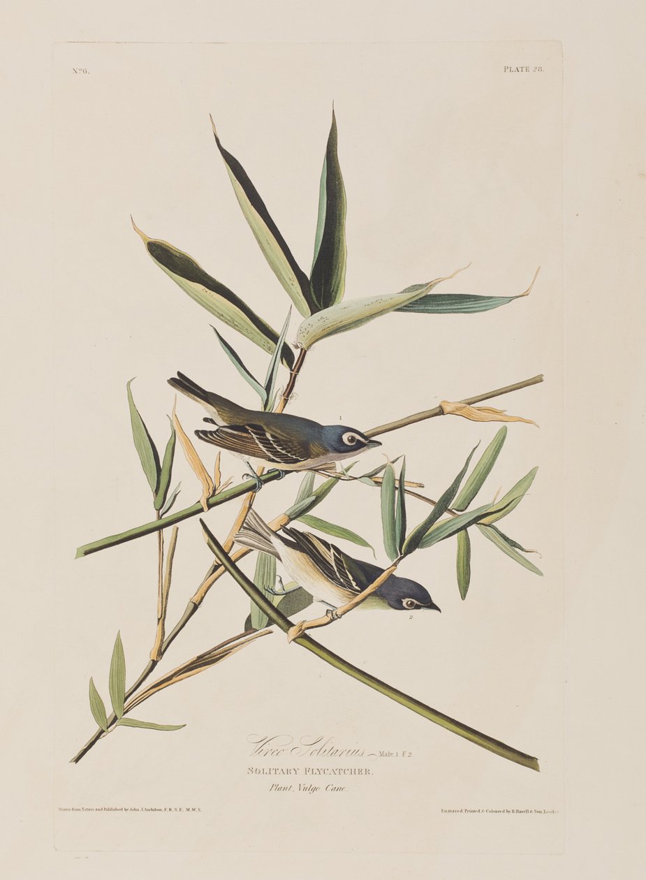 Kuvitus elokuvasta "Birds of America" tekijältä John James Audubon