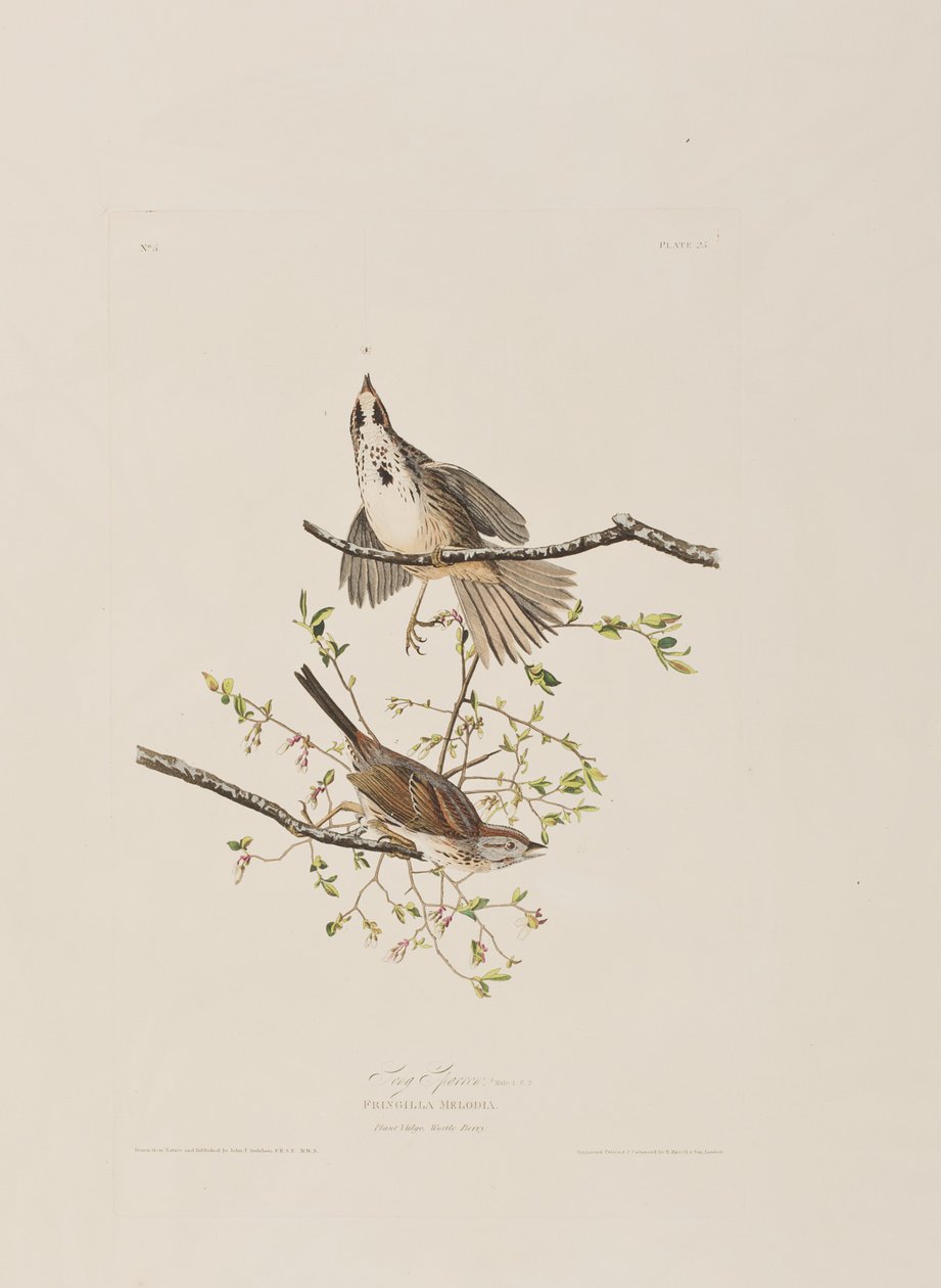 Kuvitus elokuvasta "Birds of America" tekijältä John James Audubon