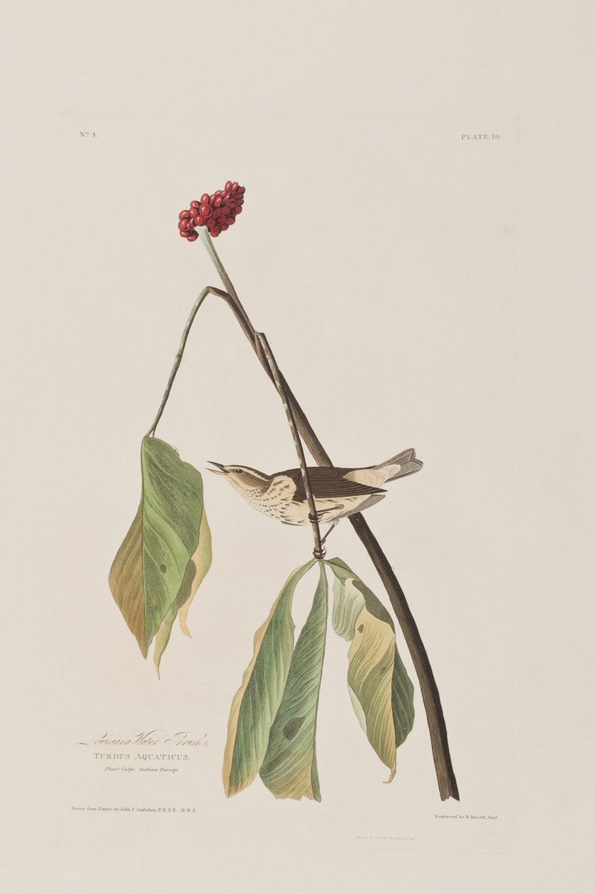 Kuvitus elokuvasta "Birds of America" tekijältä John James Audubon